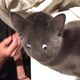 Illustration for article titled An Easy Way To Turn Your Cat into Totoro